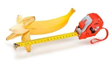 Zakilaren tamaina normala 13 eta 17 cm artekoa da