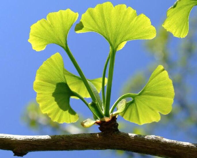 ginkgo biloba zakila handitzeko